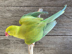 Load image into Gallery viewer, Psittacula krameri
