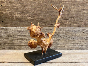 Burl Sculpture