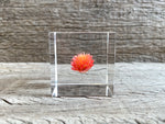 Load image into Gallery viewer, Specimen Cube: Globe Amaranth
