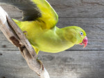 Load image into Gallery viewer, Psittacula krameri
