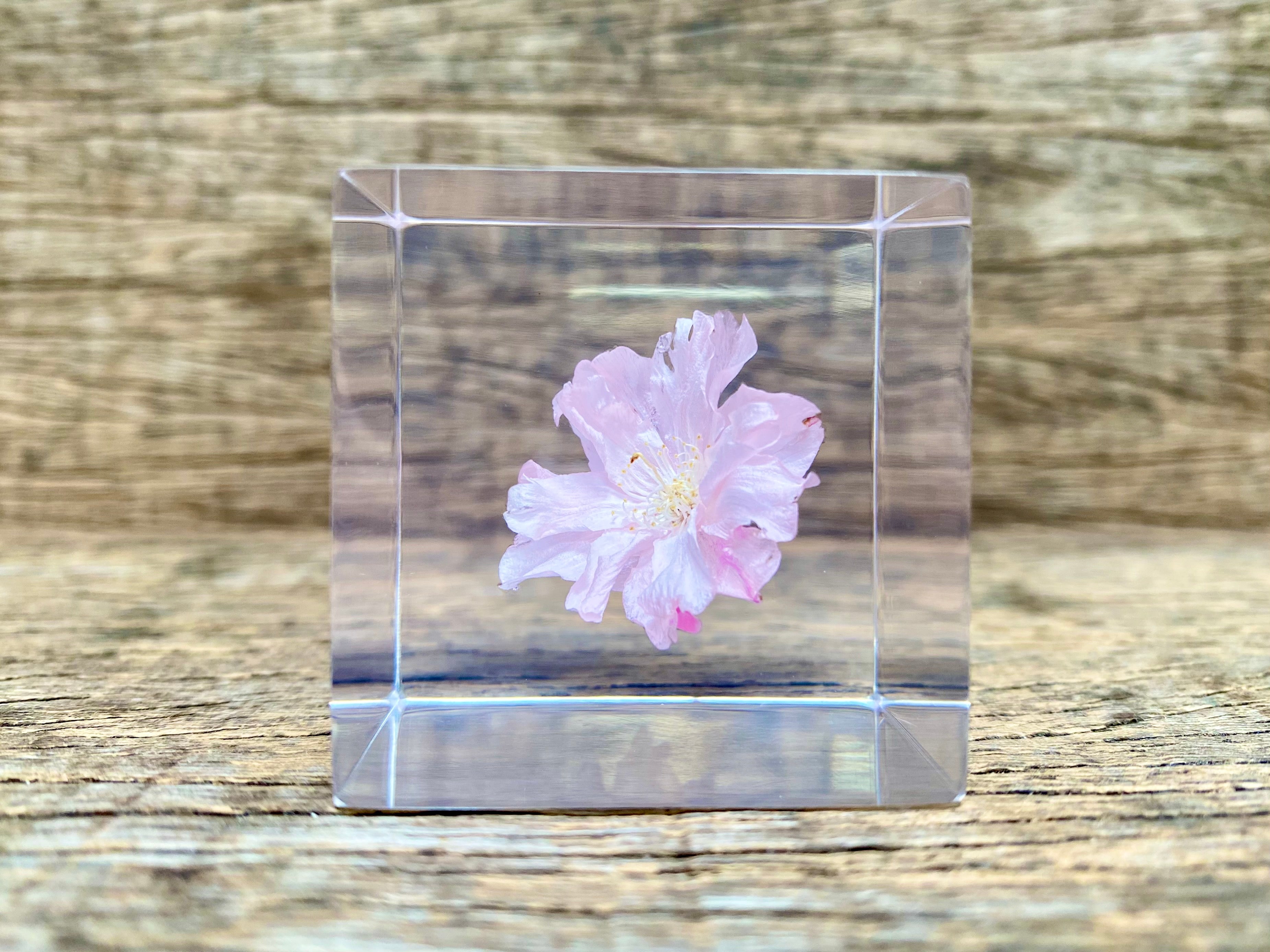 Specimen Cube: Sakura