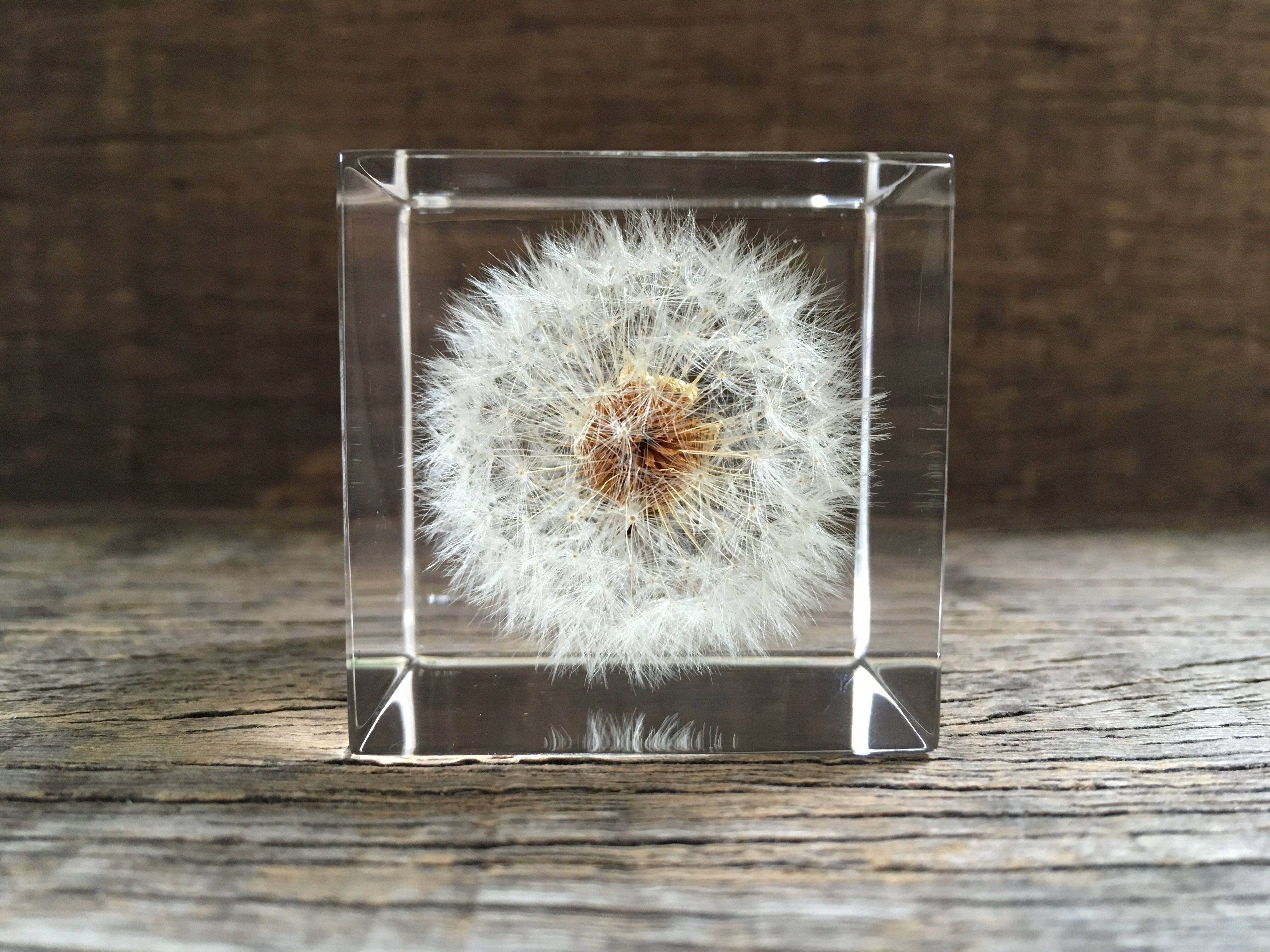 Specimen Cube: Dandelion Large