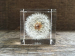 Load image into Gallery viewer, Specimen Cube: Dandelion Large
