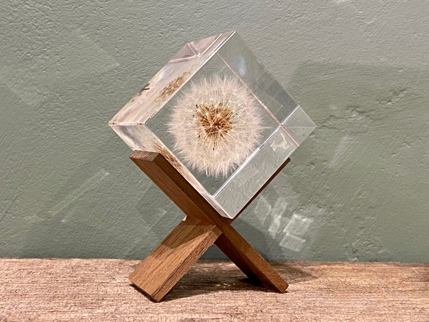 Specimen Cube: Dandelion