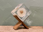 Load image into Gallery viewer, Specimen Cube: Dandelion
