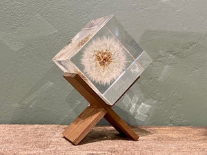 Specimen Cube: Dandelion
