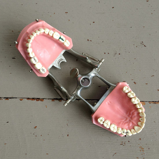 Dental Model