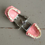 Load image into Gallery viewer, Dental Model
