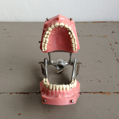 Dental Model