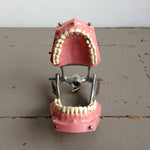 Load image into Gallery viewer, Dental Model
