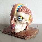 Load image into Gallery viewer, Anatomical Head Model
