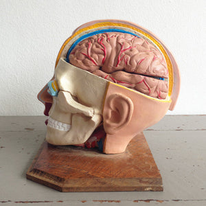 Anatomical Head Model