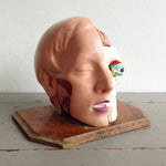 Load image into Gallery viewer, Anatomical Head Model
