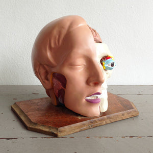 Anatomical Head Model